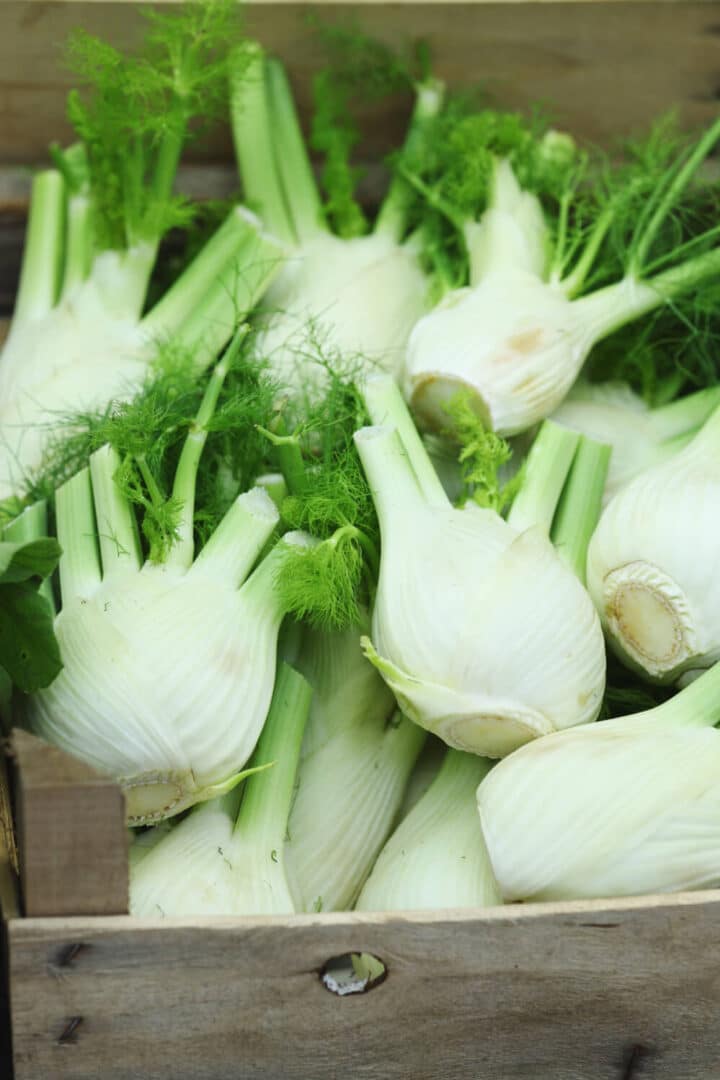Fenchon Fenchel | Gemüse Lexikon