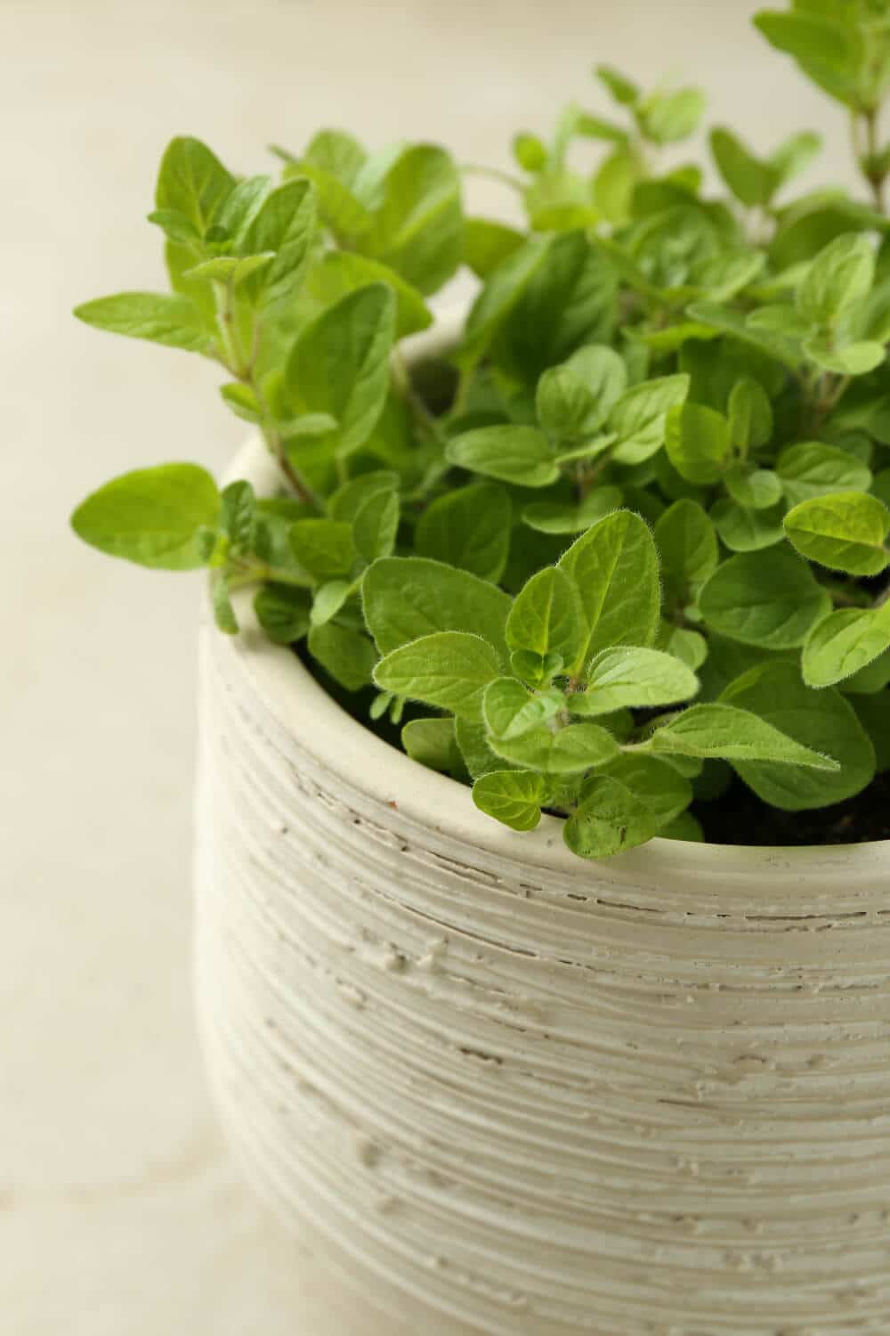 frischer oregano