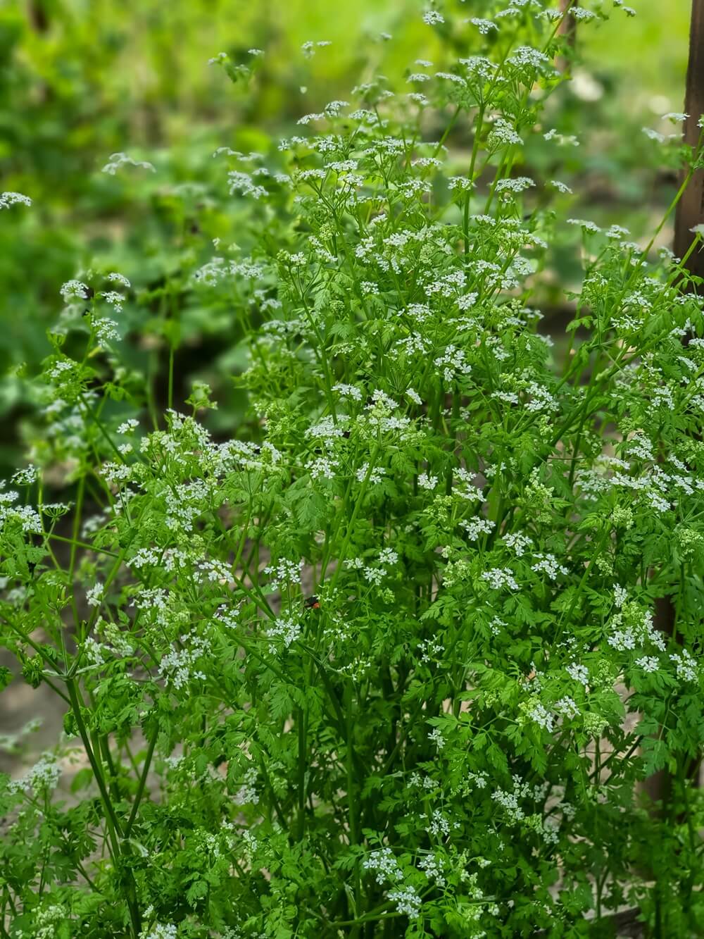kerbel strauch in garten beet