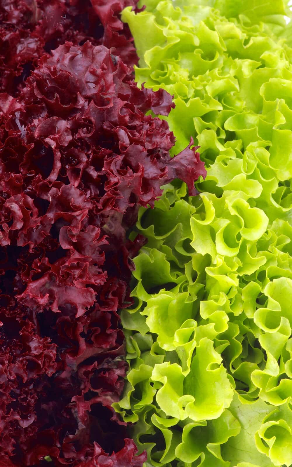 rosso salat rot und gruen