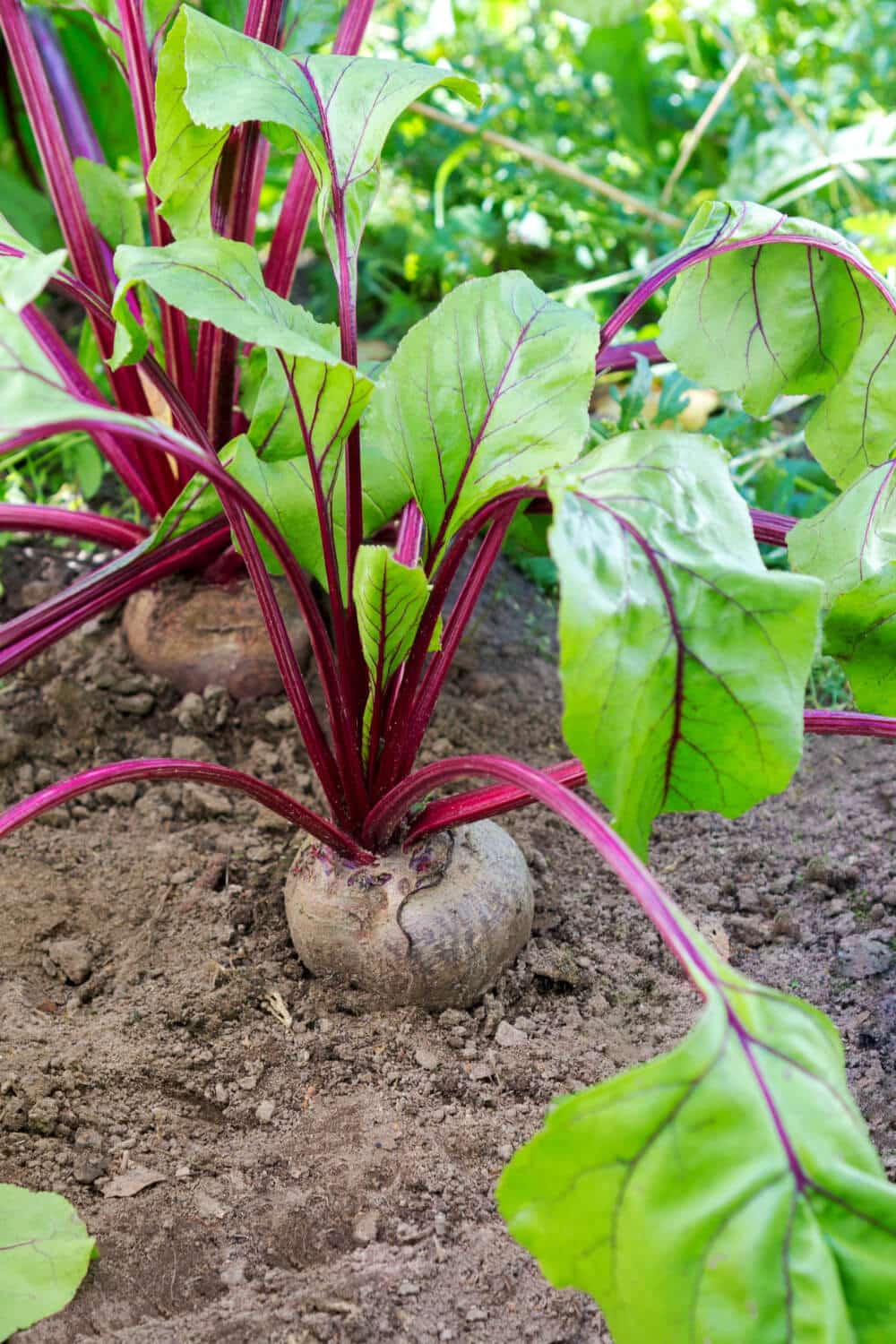 rote bete im beet