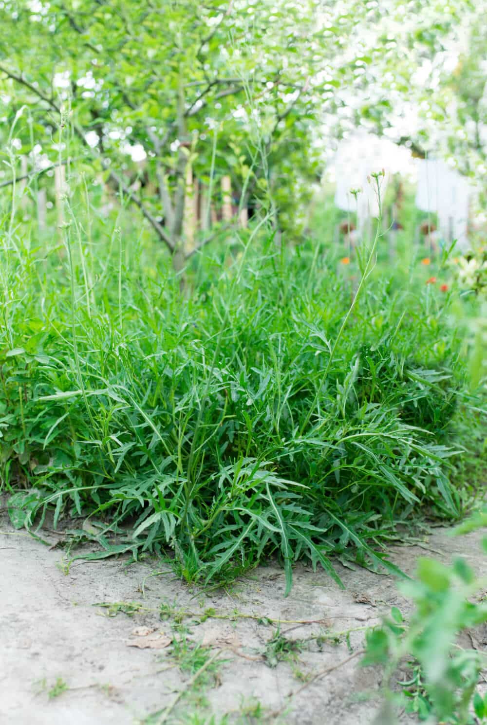 rucola anbau im garten beet