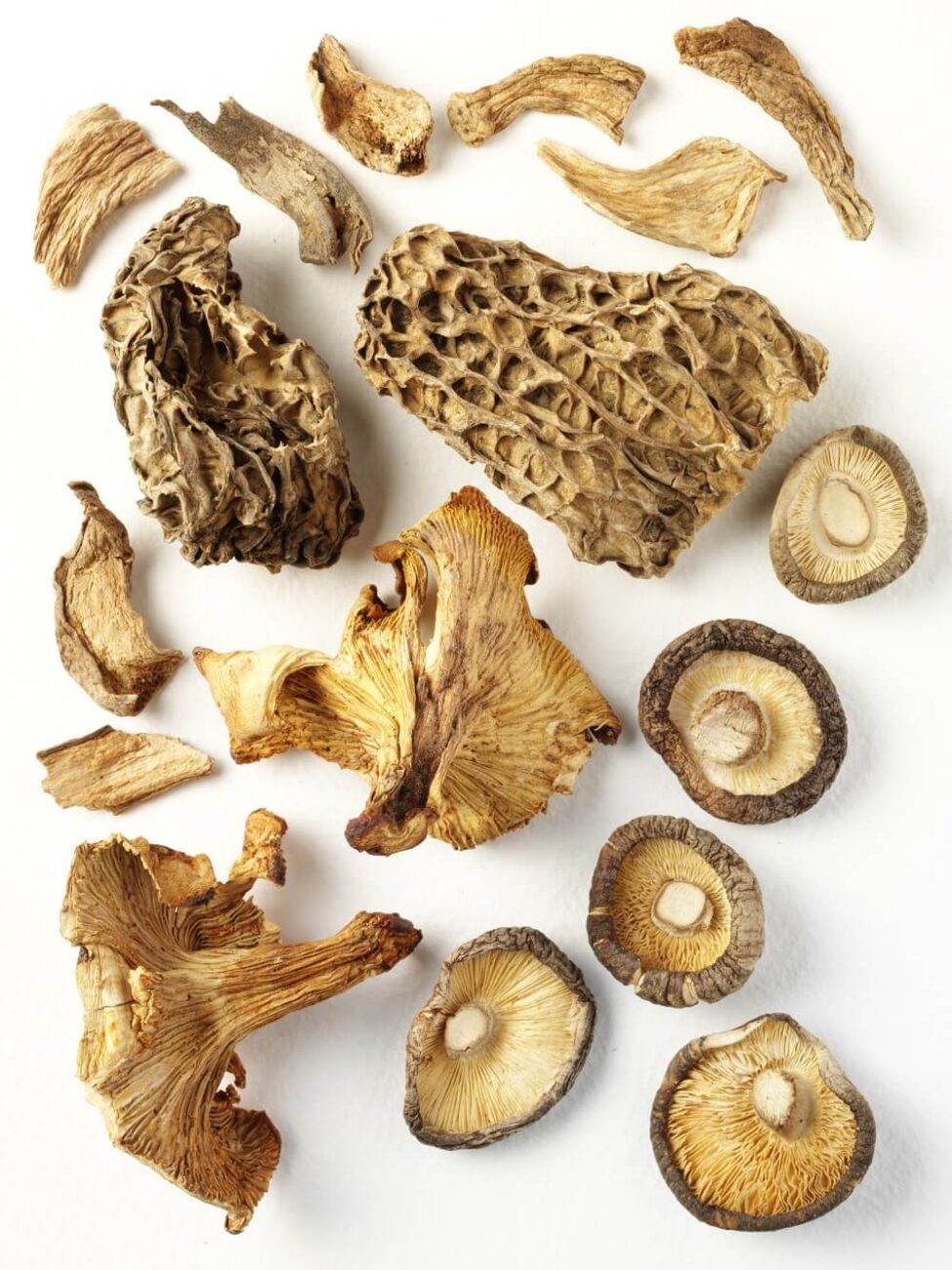 Pilze trocknen Anleitung und Tipps zum Fehler vermeiden