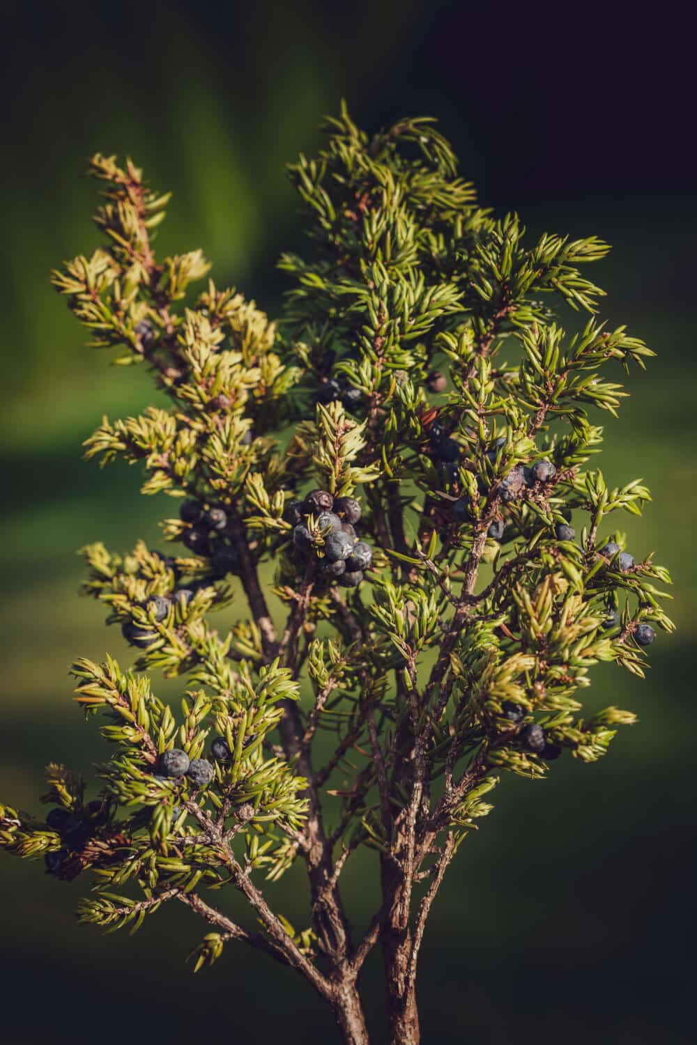 wacholderbeeren an strauch