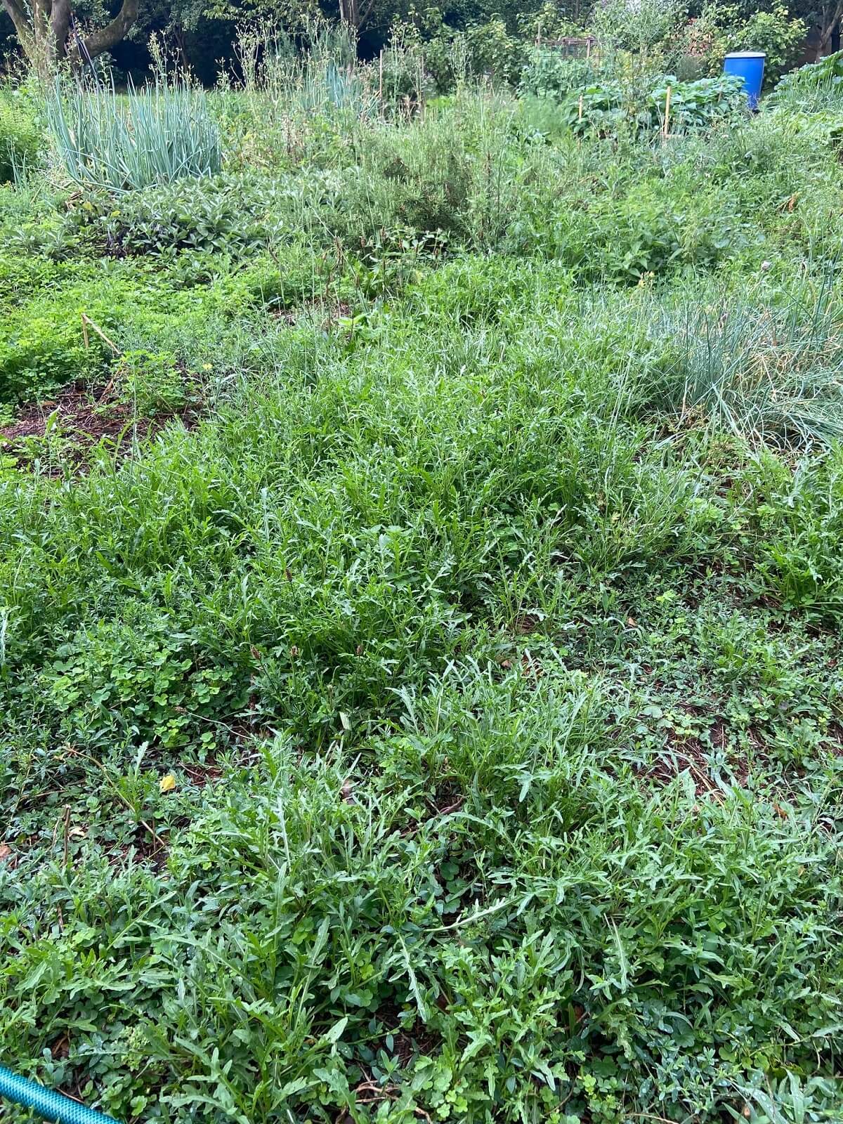 wilder rucola waechst im garten